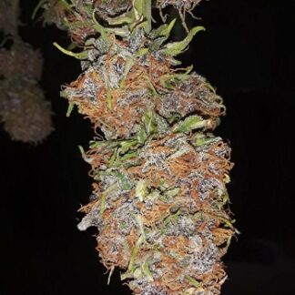 Black Domina Seeds South Africa