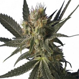 Blue Monster Seeds for Sale South Africa