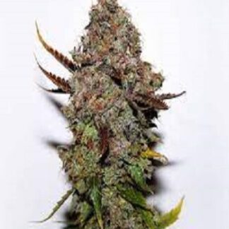 Original Skunk #1 Mutant X