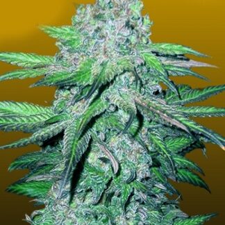 Trainwreck Auto Mutant X